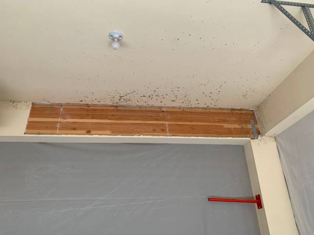 Best Residential Mold Inspection & Testing  in Chesterfield, SC