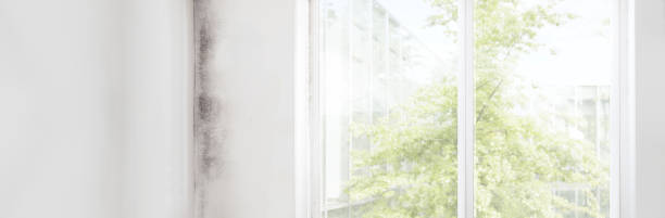 Best Industrial Mold Remediation  in Chesterfield, SC