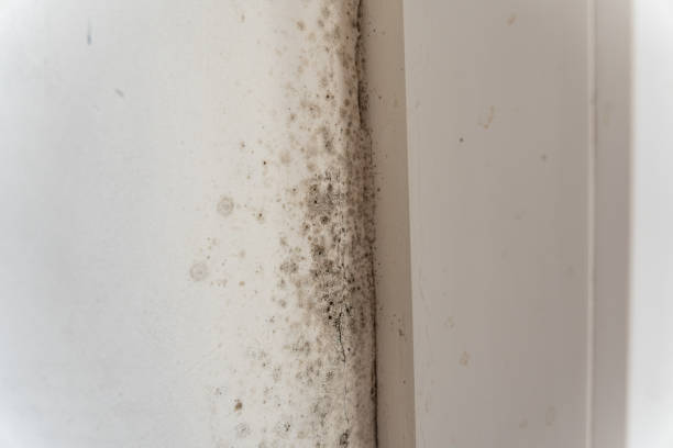 Dehumidification Services in Chesterfield, SC